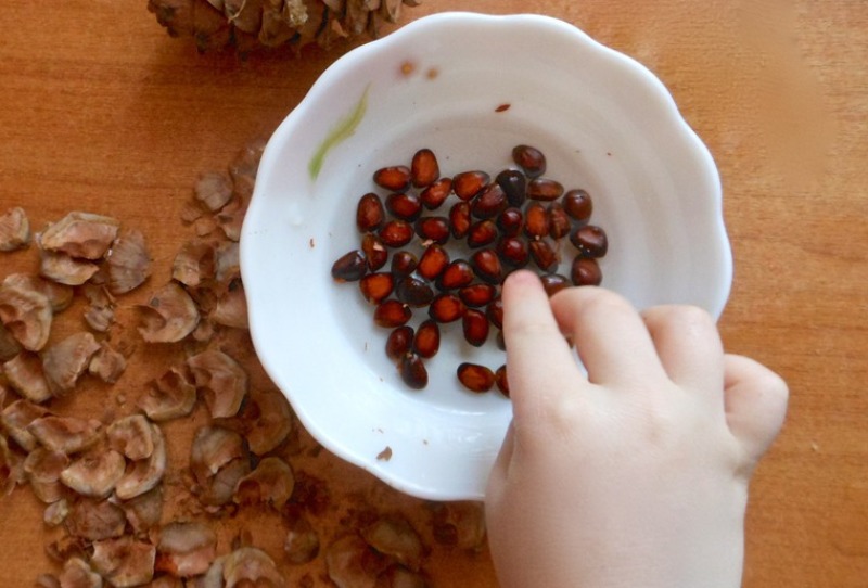 Неочищенные орехи кедра Неочищенные кедровые орехи