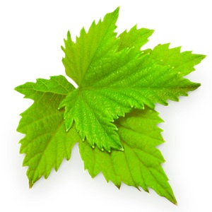 Вымойте простыню перед приготовлением Листья смородины