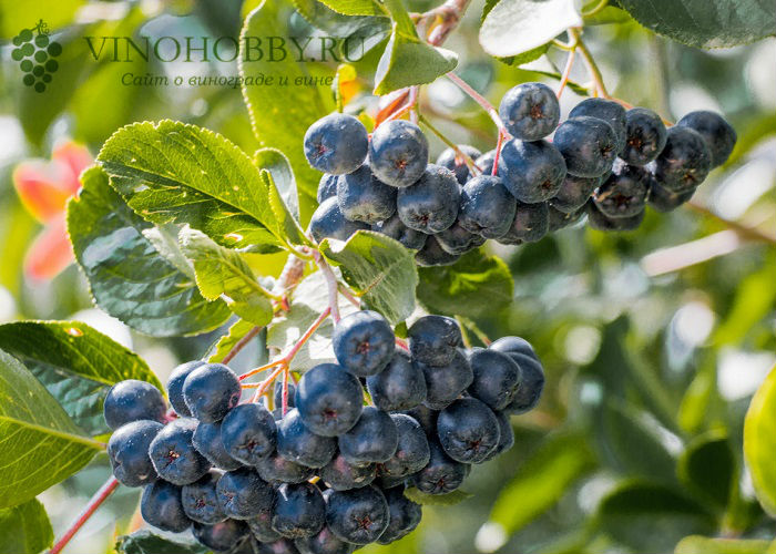 настойка-из-черноплодной-рябины 9