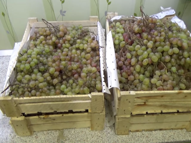 виноград в ящиках