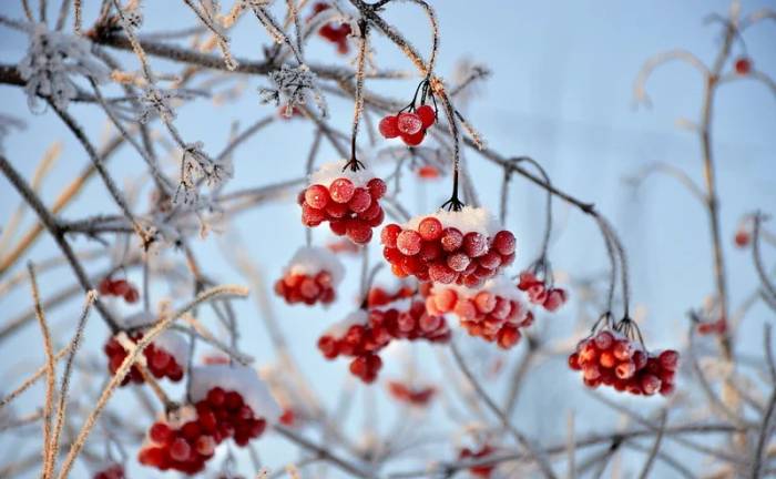 Зимняя калина