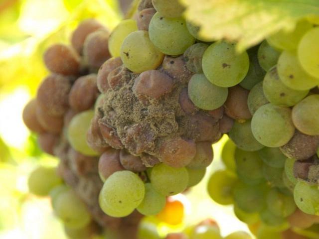 Белое вино «Сотерн» – культура употребления и лучшие марки