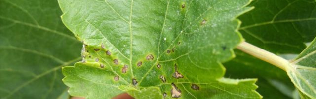 Болезни вина – причины, профилактика и методы лечения