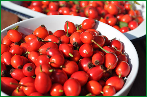 Домашнее вино из шиповника по проверенному рецепту