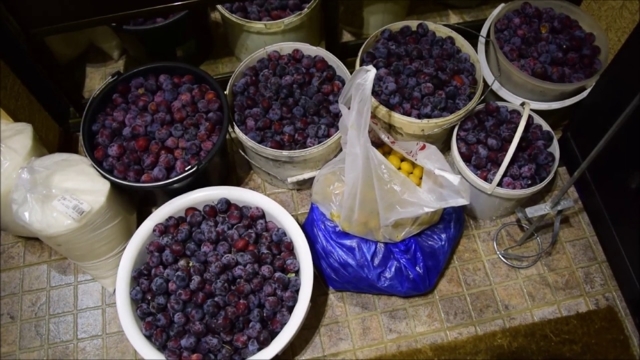 Домашнее вино из сливы – рецепт и технология приготовления