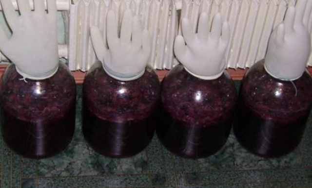 Домашнее вино из сливы – рецепт и технология приготовления