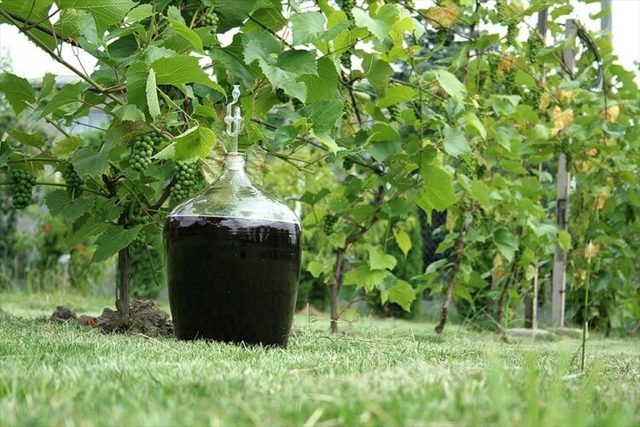 Фруктовая брага не хочет бродить или остановилась