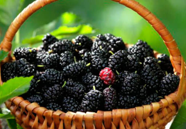 Вино из шелковицы в домашних условиях - рецепт и технология