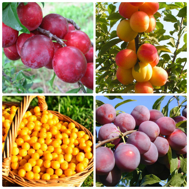 Вино из алычи в домашних условиях - рецепт и технология