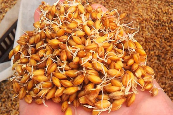 Лучшая емкость для зерновой браги