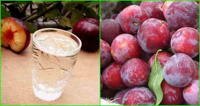 Простой самогон из слив - рецепт браги и перегонка