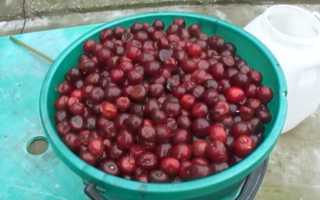 Самогон из вишни в домашних условиях - рецепт вишневой браги