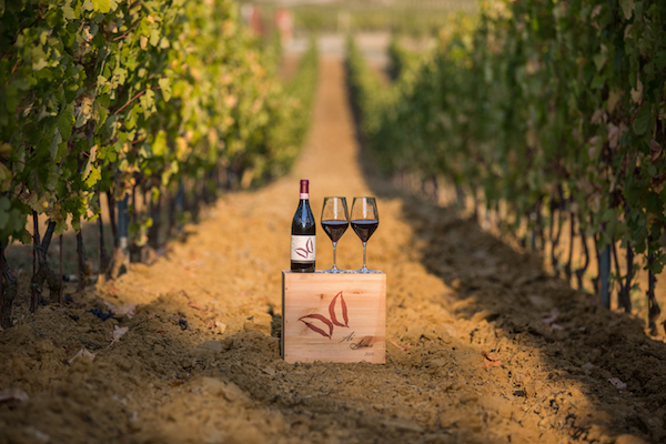 Вино Барбера: особенности, история, виды и культура пития