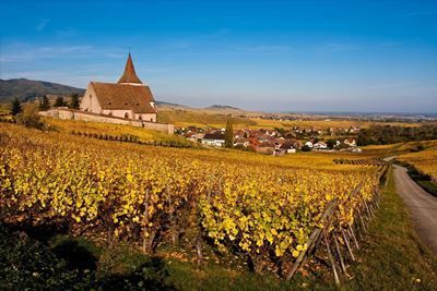 Вино Гевюрцтраминер – особенности и культура употребления