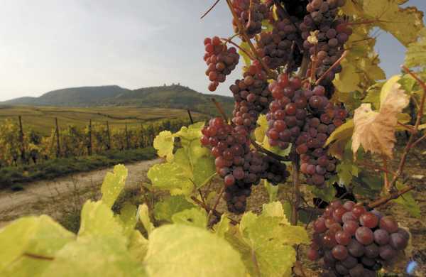 Вино Гевюрцтраминер – особенности и культура употребления