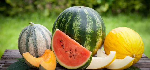 Вино из арбуза в домашних условиях по уникальному рецепту