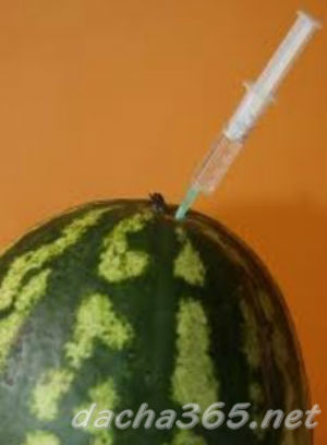 Вино из арбуза в домашних условиях по уникальному рецепту