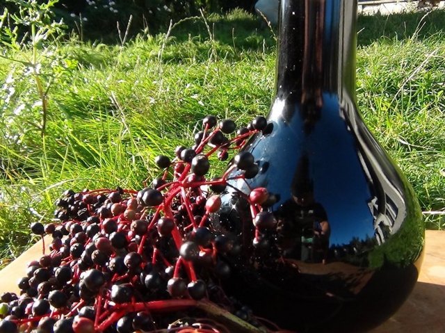 Вино из бузины в домашних условиях - рецепты из цветков и ягод