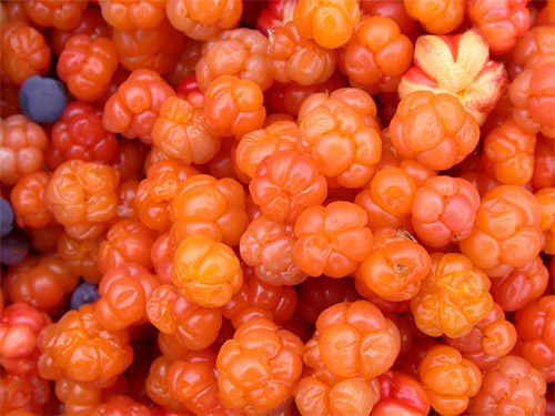 Вино из морошки в домашних условиях – рецепт и приготовление