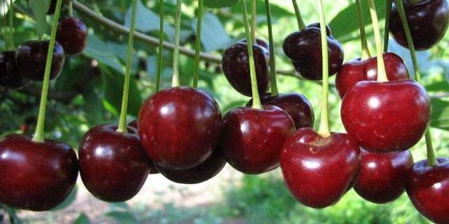 Вино из вишни в домашних условиях - правильный рецепт