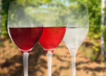 Вино Ламбруско (lambrusco) – итальянский аналог шампанского