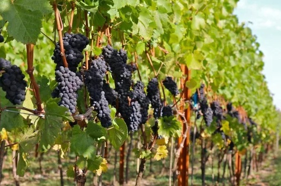 Вино «Пино нуар (pinot noir)» – особенности и культура употребления