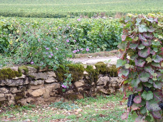 Вино «Пино нуар (pinot noir)» – особенности и культура употребления