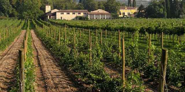 Вино Вальполичелла: особенности, виды и культура пития