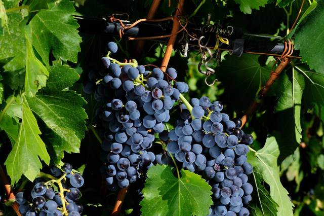 Вино Верментино: особенности, регионы, известные марки