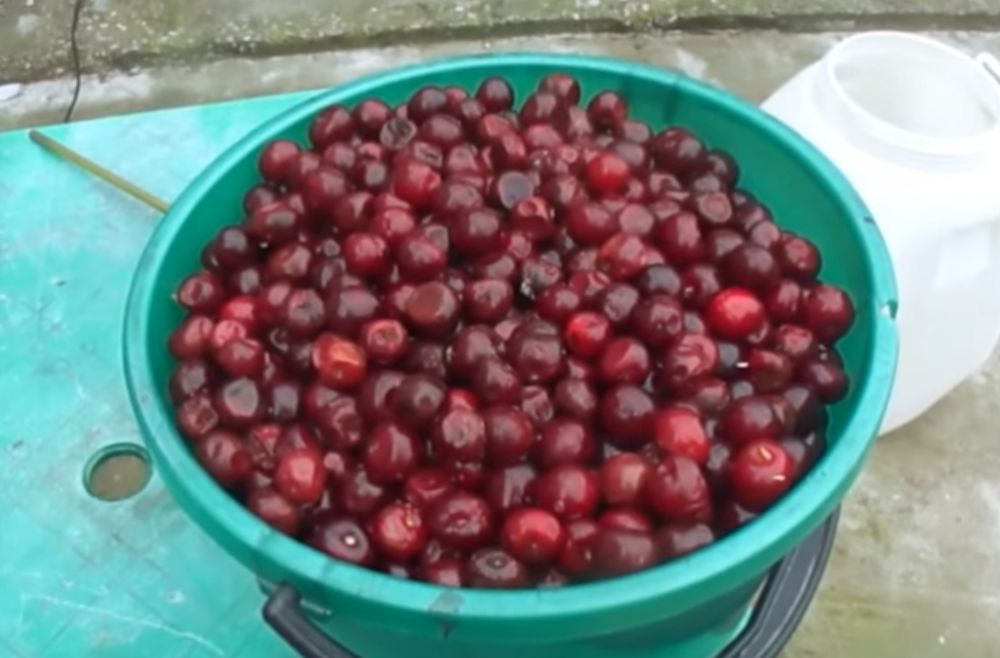 Ягоды вишни